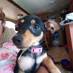 Meet your Posher, Donna